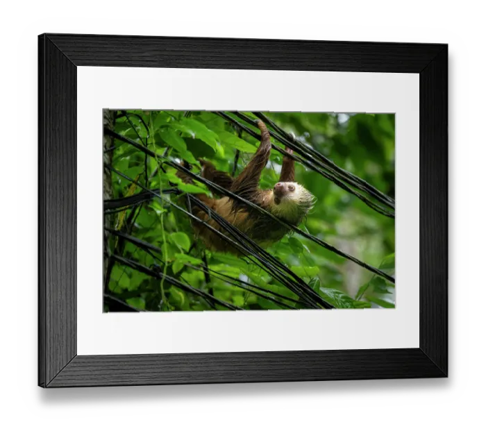 Framed Print : Hoffmann's two-toed sloth (Choloepus hoffmanni) hanging on electrical wires, Manzanillo, Limon, Costa Rica Framed Print : Hoffmann's two-toed sloth (Choloepus hoffmanni) hanging on electrical wires, Manzanillo, Limon, Costa Rica