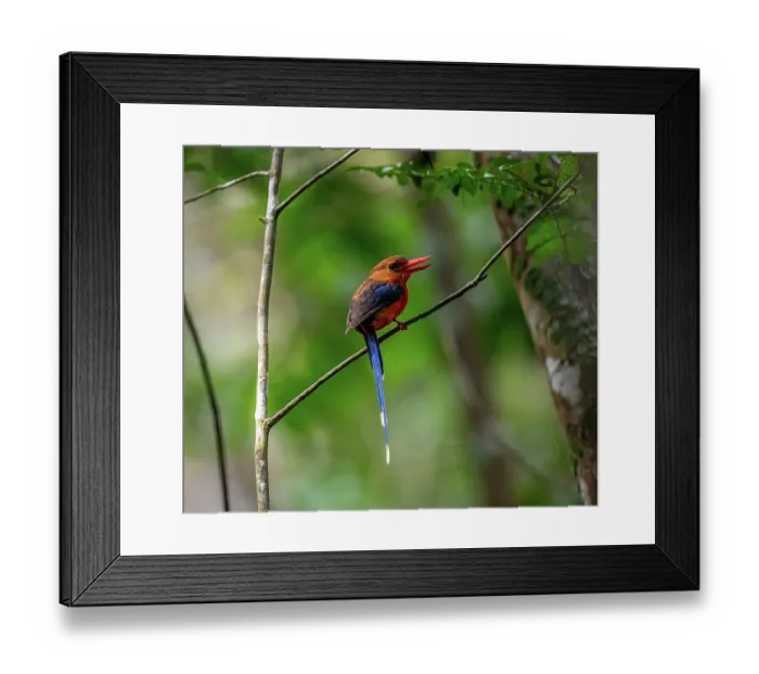 Framed Print : Brown-headed paradise kingfisher (Tanysiptera danae) perched on branch, Varirata National Park, Papua New Guinea