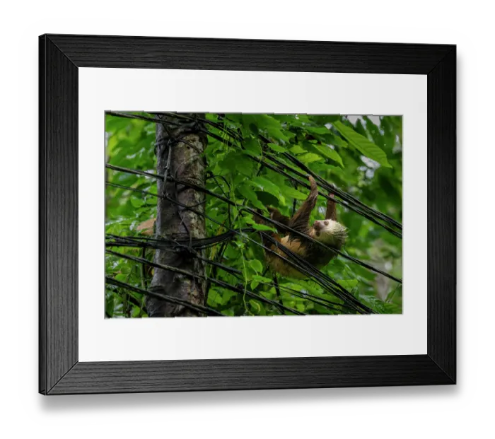 Framed Print : Hoffmann's two-toed sloth (Choloepus hoffmanni) hanging on electrical wires, Manzanillo, Limon, Costa Rica Framed Print : Hoffmann's two-toed sloth (Choloepus hoffmanni) hanging on electrical wires, Manzanillo, Limon, Costa Rica