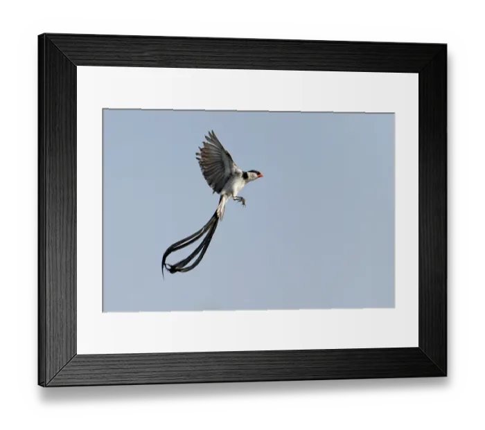 Framed Print : RF - Pin-tailed whydah (Vidua macroura) male in display flight, Allahein river, The Gambia. (This image may be licensed either as rights managed or royalty free.) Framed Print : RF - Pin-tailed whydah (Vidua macroura) male in display flight, Allahein river, The Gambia. (This image may be licensed either as rights managed or royalty free.)