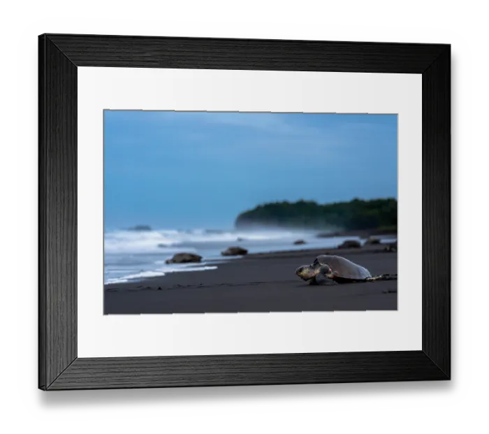 Framed Print : Olive ridley sea turtles (Lepidochelys olivacea) female, returning to ocean after laying eggs on the beach, Playa Ostional, Nicoya peninsula, Pacific coast, Costa Rica Framed Print : Olive ridley sea turtles (Lepidochelys olivacea) female, returning to ocean after laying eggs on the beach, Playa Ostional, Nicoya peninsula, Pacific coast, Costa Rica