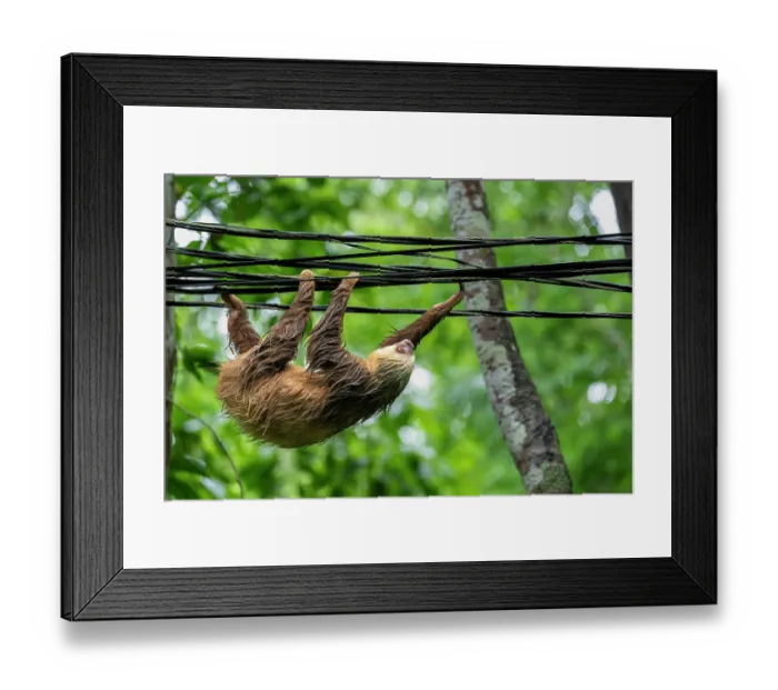 Framed Print : Hoffmann's two-toed sloth (Choloepus hoffmanni) hanging on electrical wires, Manzanillo, Limon, Costa Rica Framed Print : Hoffmann's two-toed sloth (Choloepus hoffmanni) hanging on electrical wires, Manzanillo, Limon, Costa Rica
