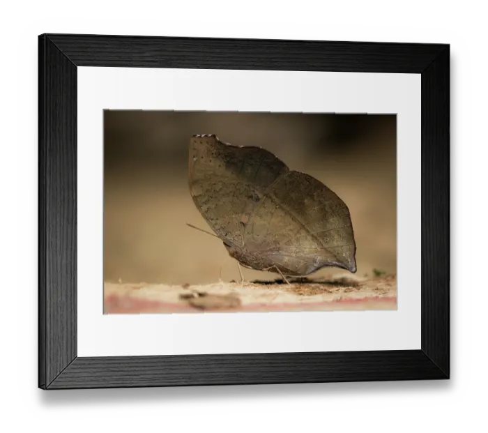 Framed Print : Madagascar emperor butterfly (Salamis anteva) resembling a dead leaf as camouflage. Marojejy National Park, Madagascar Framed Print : Madagascar emperor butterfly (Salamis anteva) resembling a dead leaf as camouflage. Marojejy National Park, Madagascar