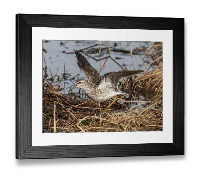 Framed Print : Wood sandpiper (Tringa glareola) running along the edge of a marsh, Pokka, Lapland, Finland. May Framed Print : Wood sandpiper (Tringa glareola) running along the edge of a marsh, Pokka, Lapland, Finland. May