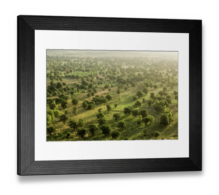 Framed Print : Aerial view of Mango plantations, Siby, Mali. October, 2017 Framed Print : Aerial view of Mango plantations, Siby, Mali. October, 2017