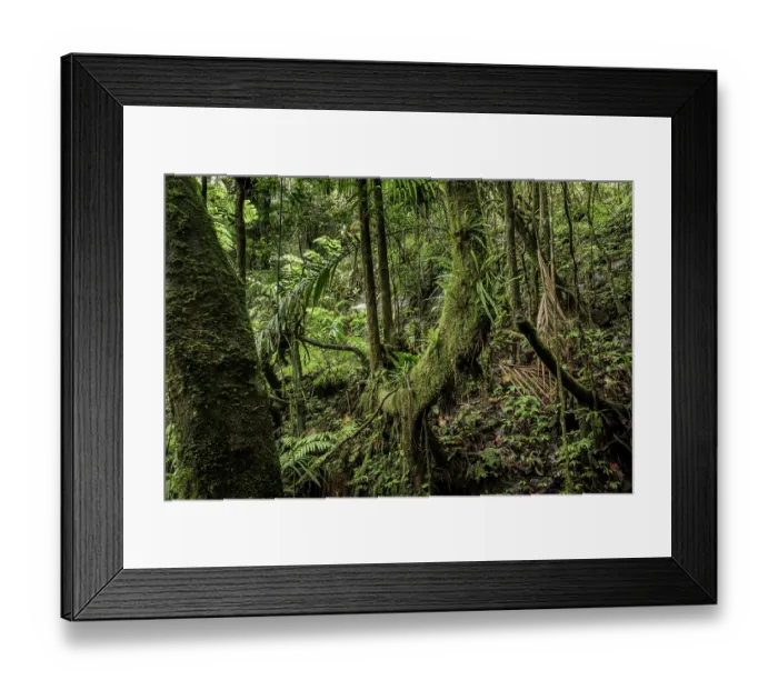Framed Print : Mountain rainforest, Marojejy National Park, Madagascar. April, 2018 Framed Print : Mountain rainforest, Marojejy National Park, Madagascar. April, 2018