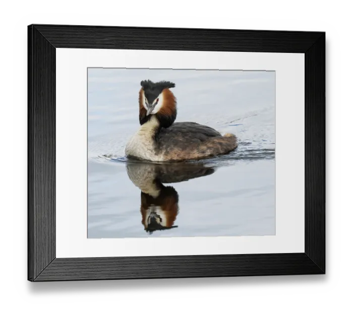 Framed Print : RF - Great crested grebe (Podiceps cristatus) on water with reflection, Cherine Nature Reserve, La Brenne, France. April Framed Print : RF - Great crested grebe (Podiceps cristatus) on water with reflection, Cherine Nature Reserve, La Brenne, France. April