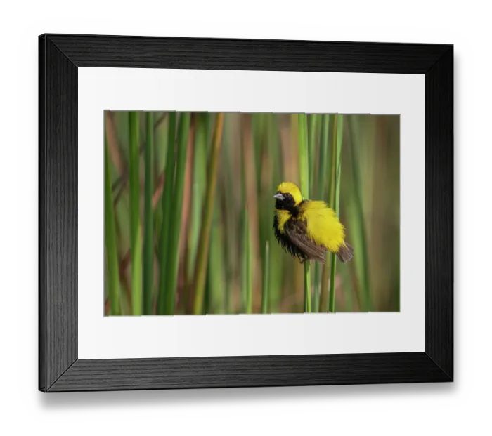 Framed Print : Yellow-crowned bishop (Euplectes afer) male, perched among reeds displaying with backfeathers erected, Allahein river, The Gambia Framed Print : Yellow-crowned bishop (Euplectes afer) male, perched among reeds displaying with backfeathers erected, Allahein river, The Gambia