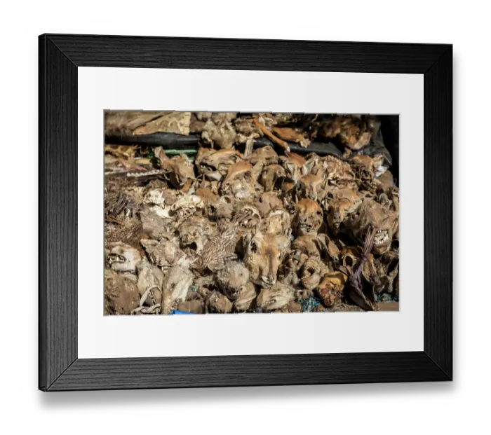 Framed Print : Wildlife remains for sale for traditional beliefs in Bamako market, Mali. October, 2017 Framed Print : Wildlife remains for sale for traditional beliefs in Bamako market, Mali. October, 2017