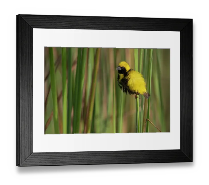 Framed Print : Yellow-crowned bishop (Euplectes afer) male, perched among reeds displaying with backfeathers erected, Allahein river, The Gambia Framed Print : Yellow-crowned bishop (Euplectes afer) male, perched among reeds displaying with backfeathers erected, Allahein river, The Gambia