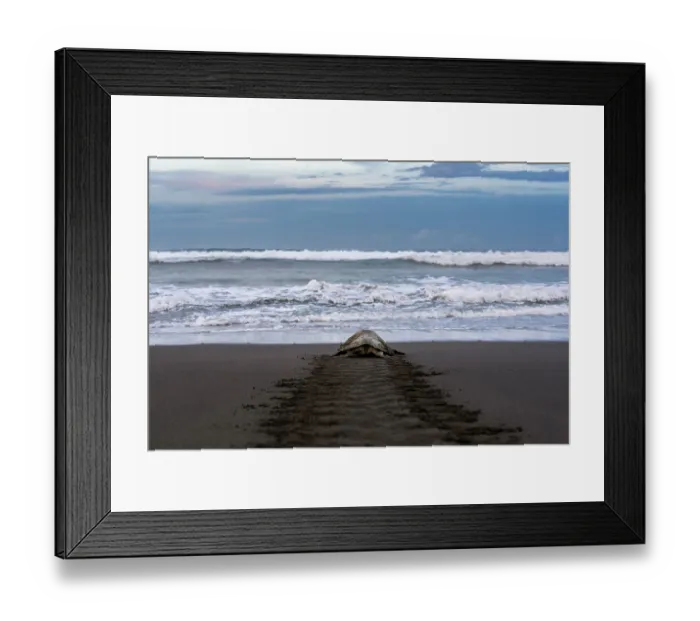 Framed Print : Olive ridley sea turtle (Lepidochelys olivacea) female, returning to ocean after laying eggs on the beach, Playa Ostional, Nicoya peninsula, Pacific coast, Costa Rica Framed Print : Olive ridley sea turtle (Lepidochelys olivacea) female, returning to ocean after laying eggs on the beach, Playa Ostional, Nicoya peninsula, Pacific coast, Costa Rica