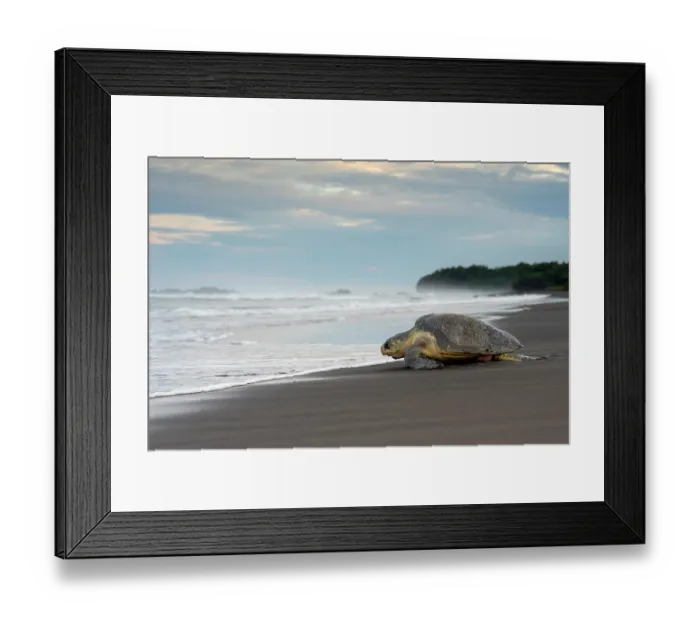 Framed Print : Olive ridley sea turtle (Lepidochelys olivacea) female, returning to ocean after laying eggs on the beach, Playa Ostional, Nicoya peninsula, Pacific coast, Costa Rica Framed Print : Olive ridley sea turtle (Lepidochelys olivacea) female, returning to ocean after laying eggs on the beach, Playa Ostional, Nicoya peninsula, Pacific coast, Costa Rica