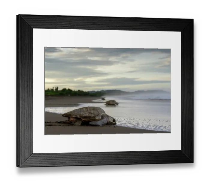 Framed Print : Olive ridley sea turtles (Lepidochelys olivacea) female, returning to ocean after laying eggs on the beach, Playa Ostional, Nicoya peninsula, Pacific coast, Costa Rica Framed Print : Olive ridley sea turtles (Lepidochelys olivacea) female, returning to ocean after laying eggs on the beach, Playa Ostional, Nicoya peninsula, Pacific coast, Costa Rica