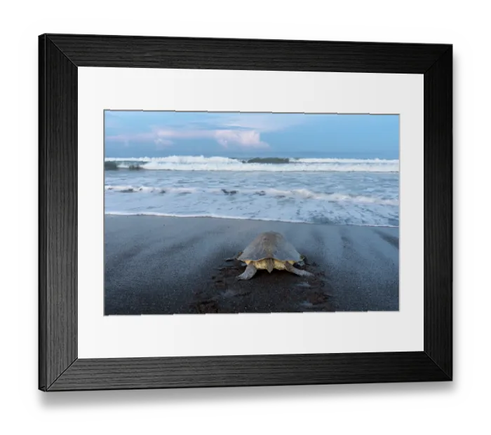 Framed Print : Olive ridley sea turtle (Lepidochelys olivacea) female, returning to ocean after laying eggs on the beach, Playa Ostional, Nicoya peninsula, Pacific coast, Costa Rica Framed Print : Olive ridley sea turtle (Lepidochelys olivacea) female, returning to ocean after laying eggs on the beach, Playa Ostional, Nicoya peninsula, Pacific coast, Costa Rica