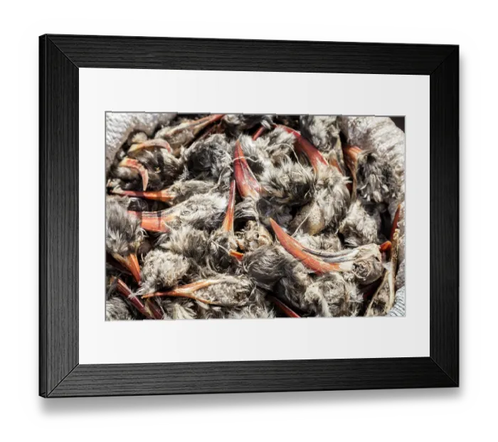 Framed Print : Hornbill heads for sale for traditional beliefs in Bamako market, Mali. October, 2017 Framed Print : Hornbill heads for sale for traditional beliefs in Bamako market, Mali. October, 2017