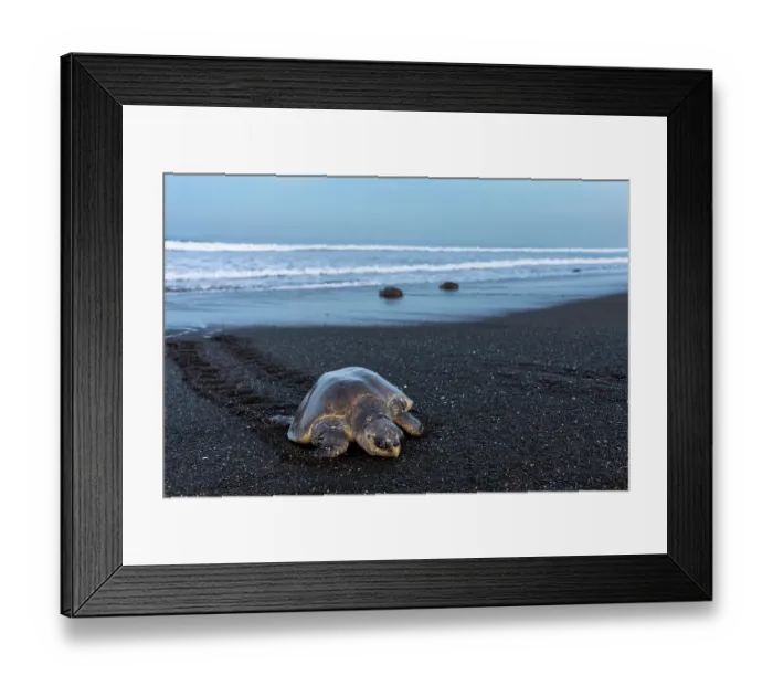 Framed Print : Olive ridley sea turtle (Lepidochelys olivacea) female arriving on the beach to lay eggs, Playa Ostional, Nicoya peninsula, Pacific coast, Costa Rica Framed Print : Olive ridley sea turtle (Lepidochelys olivacea) female arriving on the beach to lay eggs, Playa Ostional, Nicoya peninsula, Pacific coast, Costa Rica