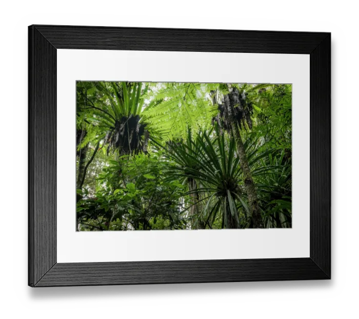 Framed Print : Screw pine (Pandanus sp.) trees in forest, Marojejy National Park, Madagascar