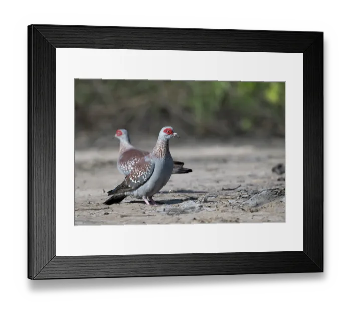 Framed Print : Two Speckled pigeons (Columba guinea) on dry ground, Allahein river, The Gambia