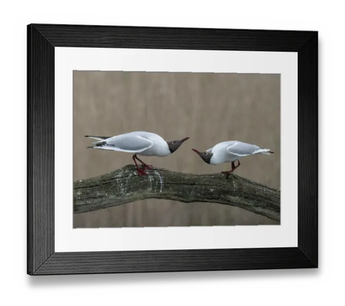Framed Print : Black-headed gulls (Larus ridibundus) pair, courtship display, Cherine Nature Reserve, La Brenne, France. April