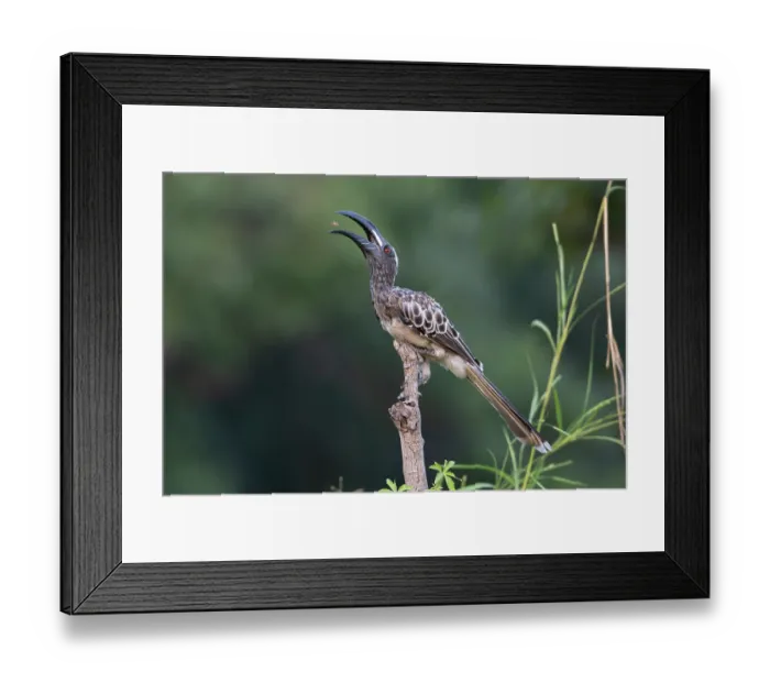 Framed Print : African grey hornbill (Tockus nasutus) male, perched on branch, catching insect prey in beak, Allahein river, The Gambia Framed Print : African grey hornbill (Tockus nasutus) male, perched on branch, catching insect prey in beak, Allahein river, The Gambia