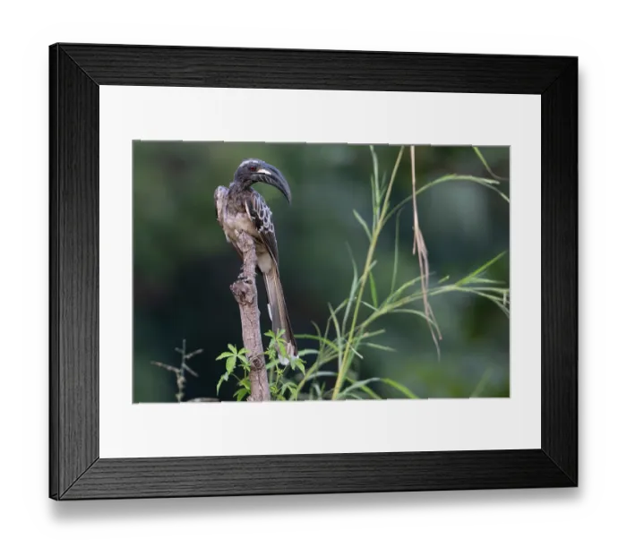 Framed Print : African grey hornbill (Tockus nasutus) male, perched on branch, Allahein river, The Gambia Framed Print : African grey hornbill (Tockus nasutus) male, perched on branch, Allahein river, The Gambia
