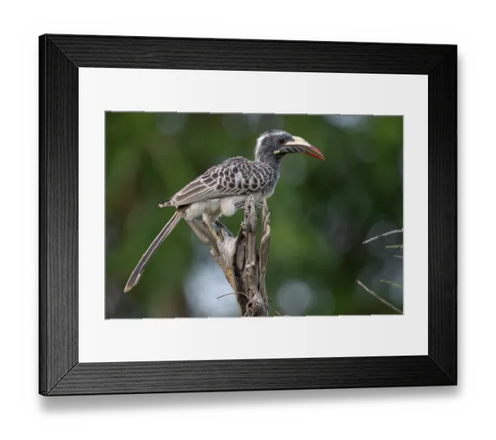 Framed Print : RF - African grey hornbill (Tockus nasutus) female, perched on branch, Allahein river, The Gambia. (This image may be licensed either as rights managed or royalty free.) Framed Print : RF - African grey hornbill (Tockus nasutus) female, perched on branch, Allahein river, The Gambia. (This image may be licensed either as rights managed or royalty free.)