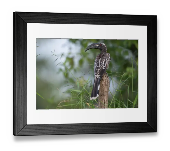 Framed Print : African grey hornbill (Tockus nasutus) male, perched on branch, Allahein river, The Gambia Framed Print : African grey hornbill (Tockus nasutus) male, perched on branch, Allahein river, The Gambia