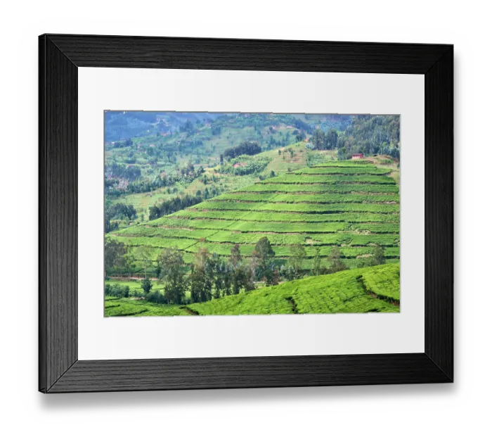 Framed Print : Farmland with tea plantation, Gishwati district, Rwanda. March, 2025 Framed Print : Farmland with tea plantation, Gishwati district, Rwanda. March, 2025