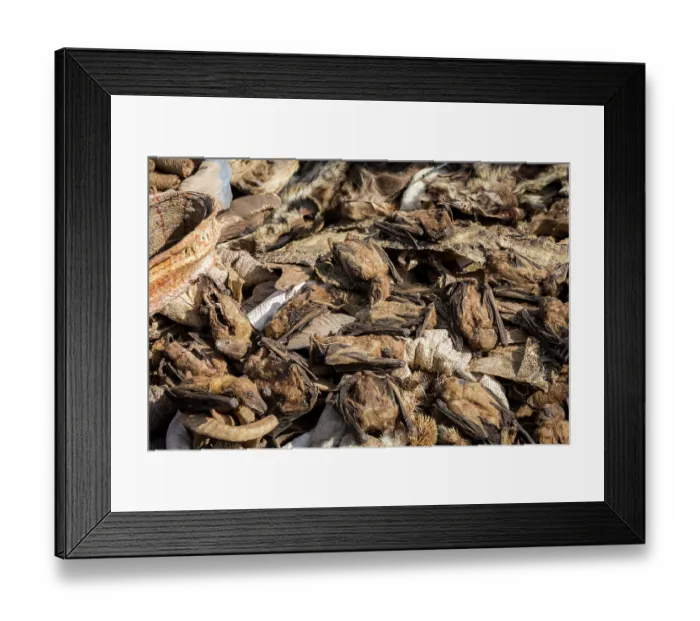Framed Print : Wildlife remains (including fruit bats) for sale for traditional beliefs in Bamako market, Mali. October, 2017 Framed Print : Wildlife remains (including fruit bats) for sale for traditional beliefs in Bamako market, Mali. October, 2017