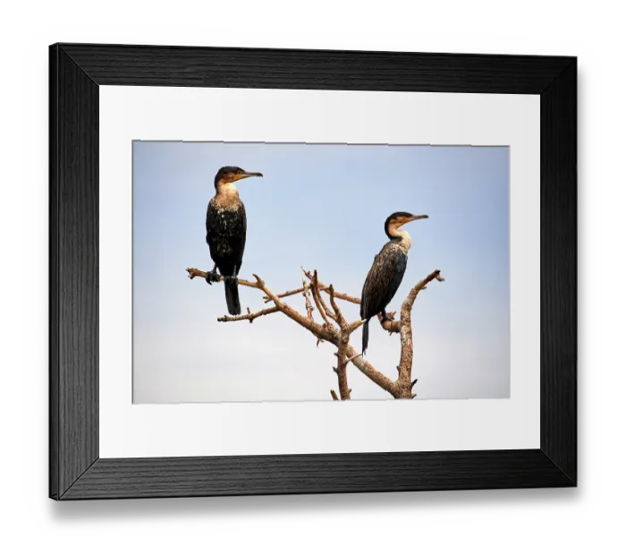 Framed Print : Two White breasted cormorants (Phalacrocorax lucidus) perched on a branch, Kivu Lake, Rwanda Framed Print : Two White breasted cormorants (Phalacrocorax lucidus) perched on a branch, Kivu Lake, Rwanda