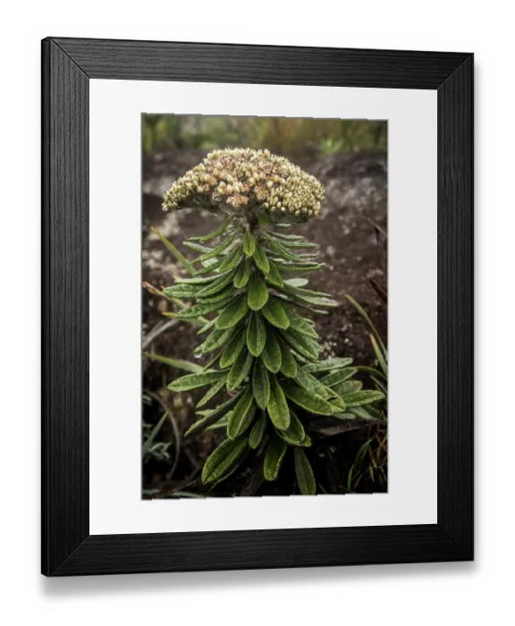 Framed Print : High-altitude plant growing close to mountains summit, Marojejy National Park, Madagascar Framed Print : High-altitude plant growing close to mountains summit, Marojejy National Park, Madagascar