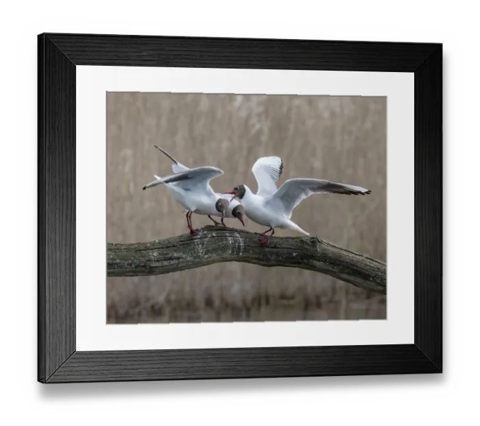 Framed Print : Black-headed gulls (Larus ridibundus) pair being intimidated by an encroaching male, Cherine Nature Reserve, La Brenne, France. April Framed Print : Black-headed gulls (Larus ridibundus) pair being intimidated by an encroaching male, Cherine Nature Reserve, La Brenne, France. April