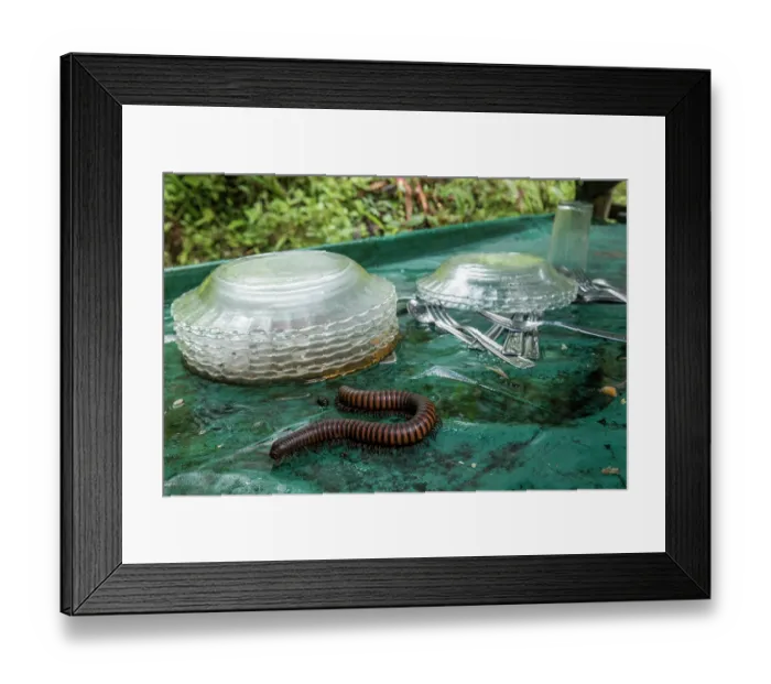 Framed Print : Common Madagascar fire-millipede (Aphistogoniulus hova ) in the kitchen of Camp Marojejia, Marojejy National Park, Madagascar Framed Print : Common Madagascar fire-millipede (Aphistogoniulus hova ) in the kitchen of Camp Marojejia, Marojejy National Park, Madagascar