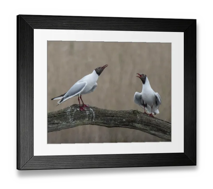 Framed Print : Black-headed gulls (Larus ridibundus) pair, courtship display, Cherine Nature Reserve, La Brenne, France. April Framed Print : Black-headed gulls (Larus ridibundus) pair, courtship display, Cherine Nature Reserve, La Brenne, France. April