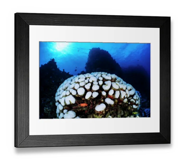 Framed Print : Large coral colony (Goniopora sp.) turning white by bleaching caused by elevated sea temperatures. This was part of the summer 2024 coral bleaching event in the Red Sea Framed Print : Large coral colony (Goniopora sp.) turning white by bleaching caused by elevated sea temperatures. This was part of the summer 2024 coral bleaching event in the Red Sea