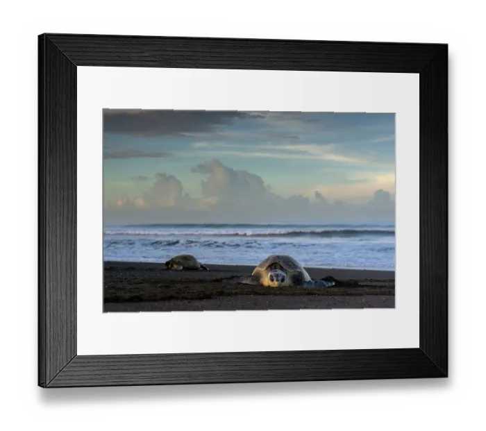 Framed Print : RF - Olive ridley sea turtle (Lepidochelys olivacea) female arriving on the beach to lay eggs with another returning to the ocean in background, Playa Ostional, Nicoya peninsula Framed Print : RF - Olive ridley sea turtle (Lepidochelys olivacea) female arriving on the beach to lay eggs with another returning to the ocean in background, Playa Ostional, Nicoya peninsula