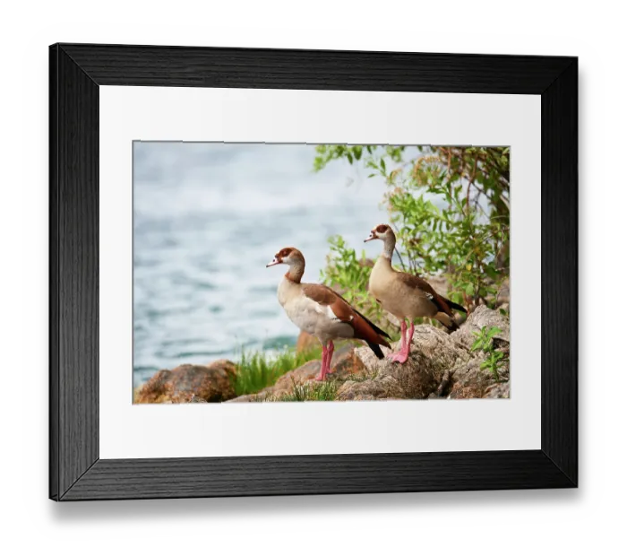 Framed Print : Egyptian geese (Alopochen aegyptiaca) pair, standing at the edge of Kivu Lake, Rwanda Framed Print : Egyptian geese (Alopochen aegyptiaca) pair, standing at the edge of Kivu Lake, Rwanda