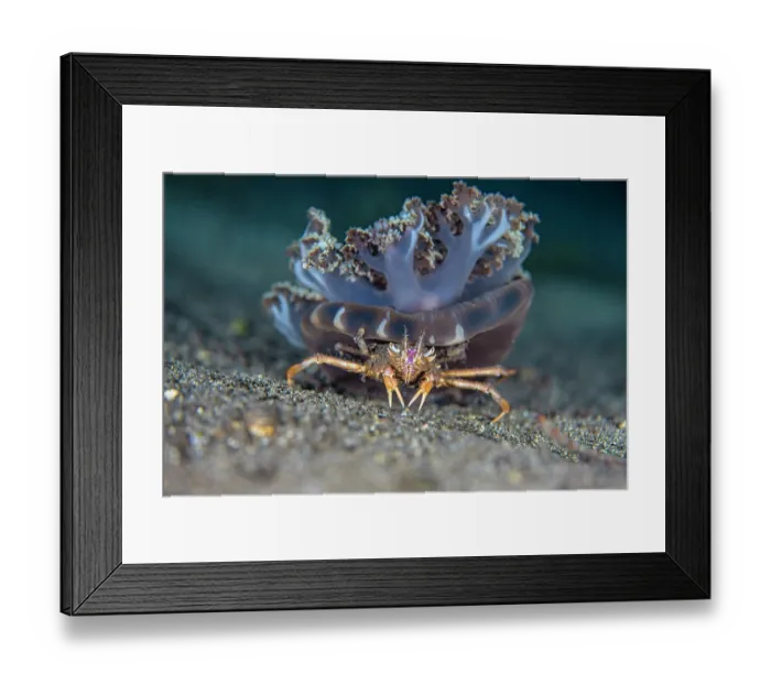 Framed Print : Urchin carry crab (Dorippe frascone) carrying an Upside down jellyfish (Cassiopeia andromeda) across the seabed at night, Lembata Island, Lesser Sunda Islands, Indonesia