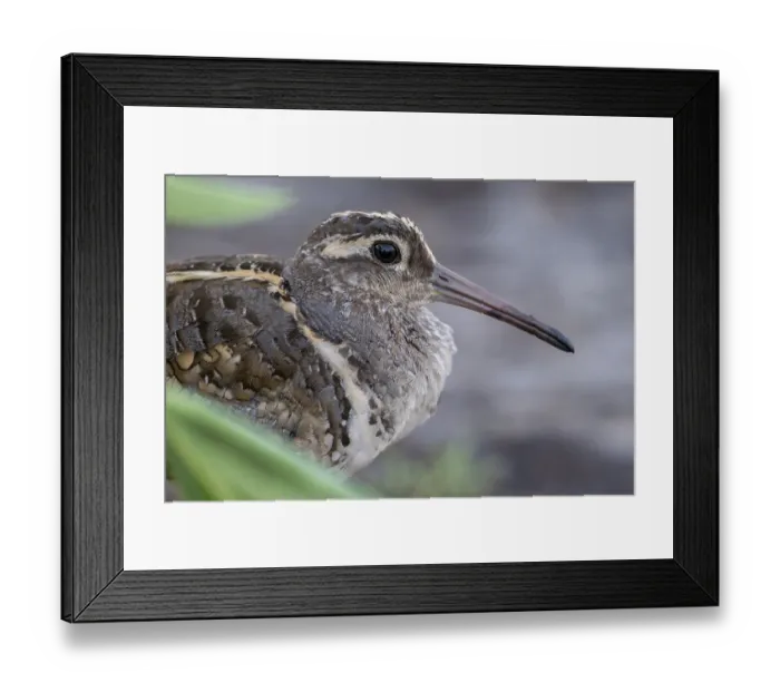 Framed Print : Greater painted-snipe (Rostratula benghalensis) male, head portrait, Allahein river, The Gambia Framed Print : Greater painted-snipe (Rostratula benghalensis) male, head portrait, Allahein river, The Gambia