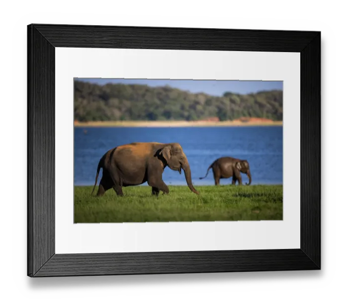 Framed Print : Two Sri Lankan elephants (Elephas maximus maximus) walking over grassland, Kaudulla National Park, Sri Lanka. Endangered Framed Print : Two Sri Lankan elephants (Elephas maximus maximus) walking over grassland, Kaudulla National Park, Sri Lanka. Endangered