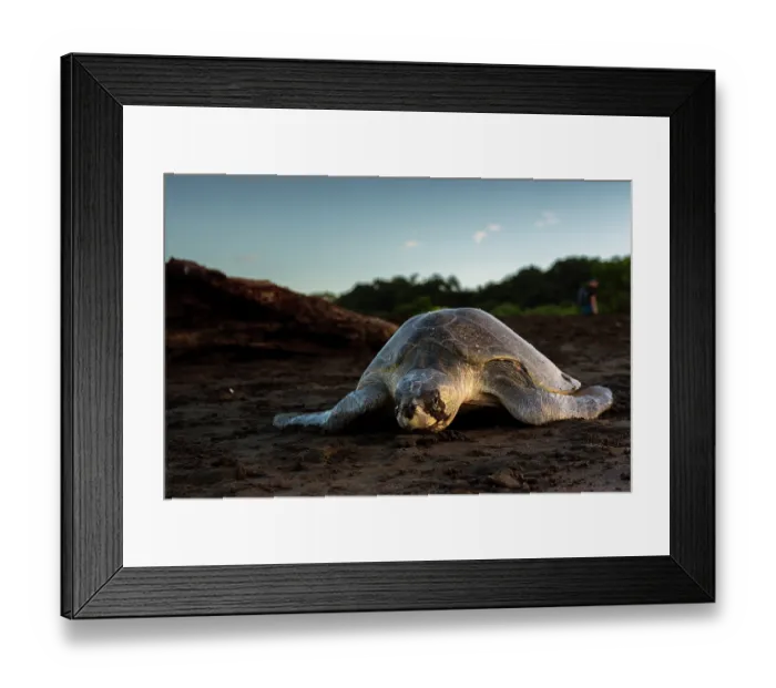 Framed Print : Olive ridley sea turtle (Lepidochelys olivacea) female, laying eggs on the beach, Playa Ostional, Nicoya peninsula, Costa Rica Framed Print : Olive ridley sea turtle (Lepidochelys olivacea) female, laying eggs on the beach, Playa Ostional, Nicoya peninsula, Costa Rica