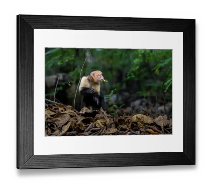 Framed Print : White-faced capuchin (Cebus capucinus imitator) sitting on forest floor feeding on a grasshopper, Curu wildlife refuge, Nicoya peninsula, Costa Rica Framed Print : White-faced capuchin (Cebus capucinus imitator) sitting on forest floor feeding on a grasshopper, Curu wildlife refuge, Nicoya peninsula, Costa Rica
