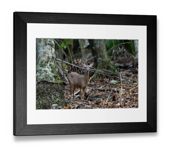 Framed Print : White-tailed deer (Odocoileus virginianus) in dry rainforest habitat, Curu wildlife refuge, Nicoya peninsula, Costa Rica Framed Print : White-tailed deer (Odocoileus virginianus) in dry rainforest habitat, Curu wildlife refuge, Nicoya peninsula, Costa Rica