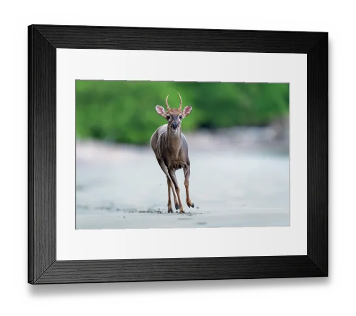 Framed Print : White-tailed deer (Odocoileus virginianus) male, running on the beach, Curu wildlife refuge, Nicoya peninsula, Costa Rica Framed Print : White-tailed deer (Odocoileus virginianus) male, running on the beach, Curu wildlife refuge, Nicoya peninsula, Costa Rica