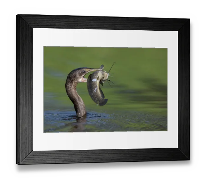 Framed Print : RF - Long-tailed cormorant (Phalacrocorax africanus) in water with catfish prey in beak, Allahein river, The Gambia Framed Print : RF - Long-tailed cormorant (Phalacrocorax africanus) in water with catfish prey in beak, Allahein river, The Gambia