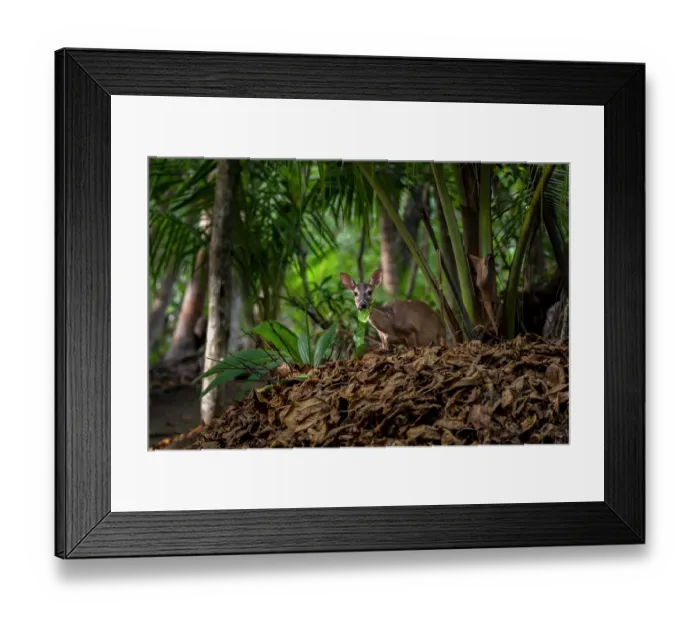 Framed Print : White-tailed deer (Odocoileus virginianus) feeding on vegetation in dry rainforest habitat, Curu wildlife refuge, Nicoya peninsula, Costa Rica Framed Print : White-tailed deer (Odocoileus virginianus) feeding on vegetation in dry rainforest habitat, Curu wildlife refuge, Nicoya peninsula, Costa Rica