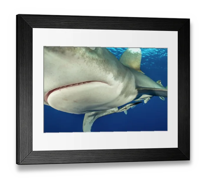 Framed Print : Oceanic whitetip shark (Carcharhinus longimanus) portrait, Daedelus Reef, Egypt, Red Sea Framed Print : Oceanic whitetip shark (Carcharhinus longimanus) portrait, Daedelus Reef, Egypt, Red Sea