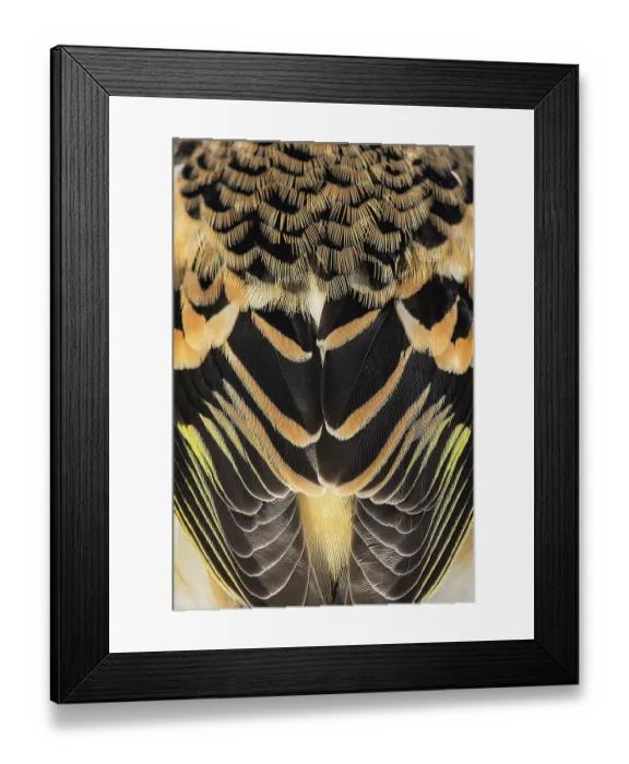Framed Print : Brambling (Fringilla montifringilla) plumage detail, Lower Silesia, Poland. January Framed Print : Brambling (Fringilla montifringilla) plumage detail, Lower Silesia, Poland. January