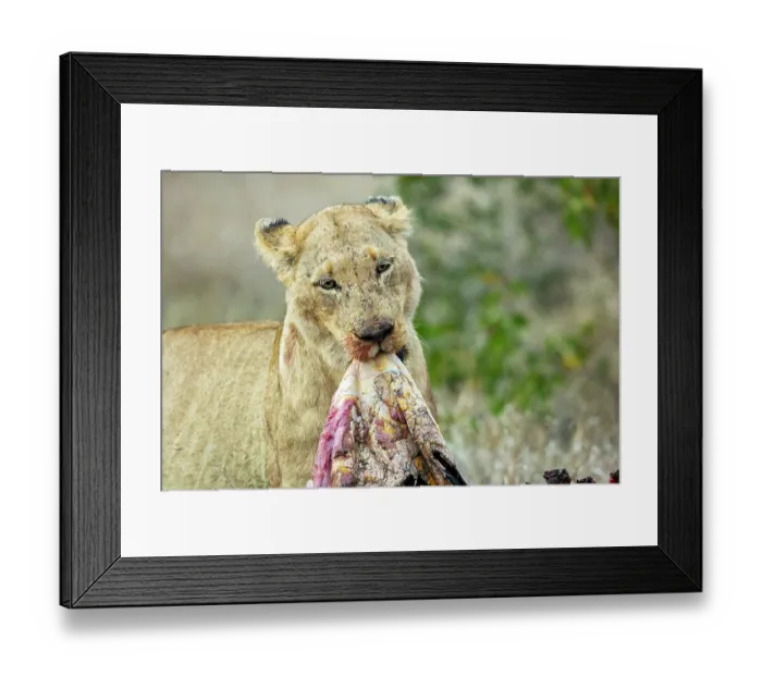 Framed Print : Lion (Panthera leo) female, dragging leftover Zebra skin to feed on, Klaserie Private Game Reserve, South Africa Framed Print : Lion (Panthera leo) female, dragging leftover Zebra skin to feed on, Klaserie Private Game Reserve, South Africa