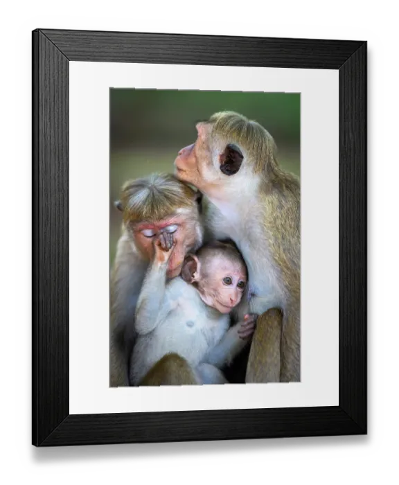 Framed Print : Toque macaque (Macaca sinica) family, portrait, Sri Lanka